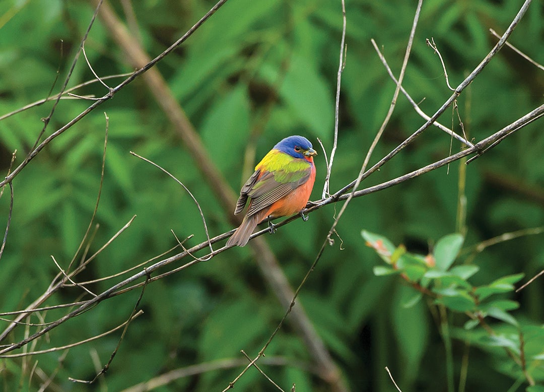 pril 16, 2016: A painted bunting, photographed at High Island, Texas