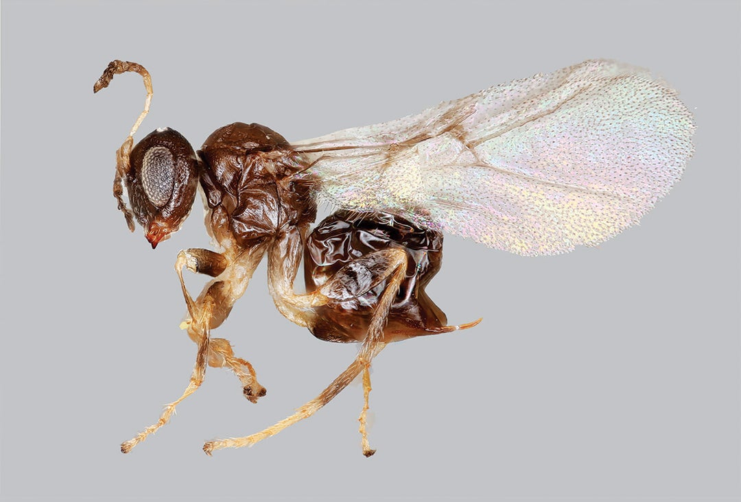 Neuroterus valhalla is a newly described species of cynipid gall wasp discovered in the branches of a live oak tree near the Rice University graduate student pub Valhalla. (Photo by Miles Zhang/Smithsonian NMNH)