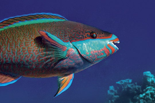 The “beak” of the parrotfish