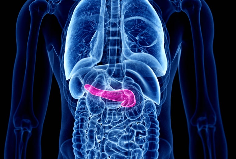 Pancreas 