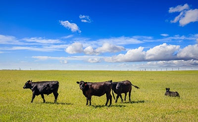 Cattle on Texas ranch land