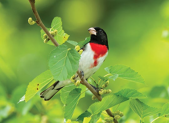 April 16, 2016: A rose-breasted grosbeak photographed at High Island, Texas. 