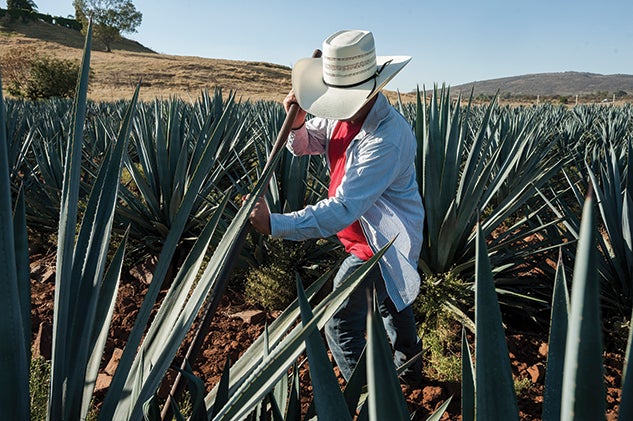 A “jimador” uses a “coa” to harvest the heart of the agave plant for processing into tequila by removing the spiky spines