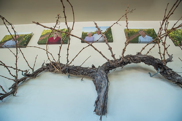 A cabernet vine hangs in the tasting room to remind the Kuhlkens of how far they’ve come. Photo by Tommy LaVergne