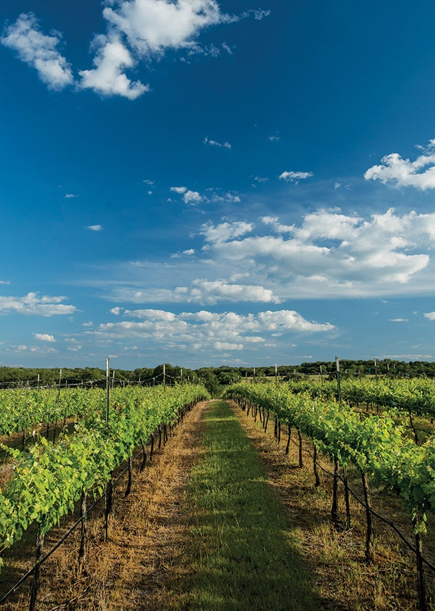 The Pedernales vineyard. Photo by Tommy LaVergne