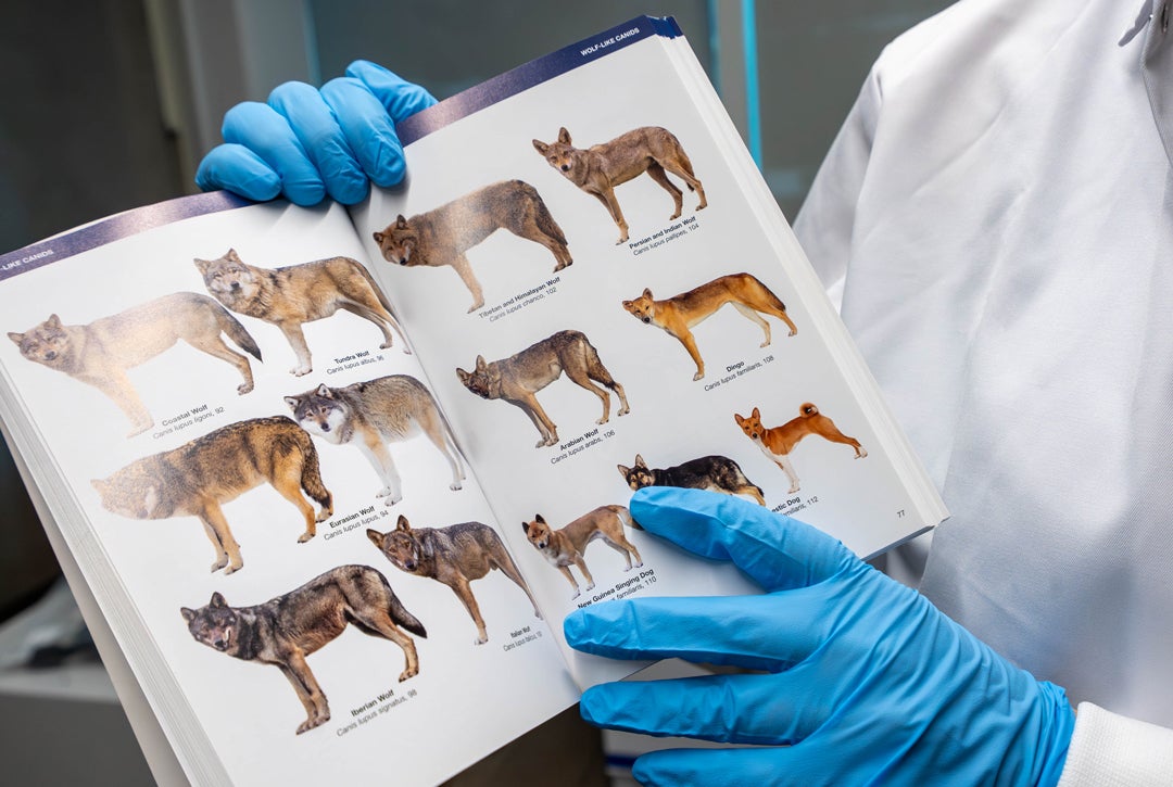 Photo of Rice bioscientist Lauren Hennelly holding up a diagram of various gray wolves