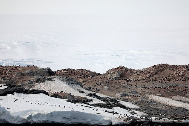 Antarctica is the only breeding habitat for large colonies of Adélie penguins. Welzenbach observed Adélie penguin parents “running in all directions away from their tenacious chicks who are begging for another snack.”