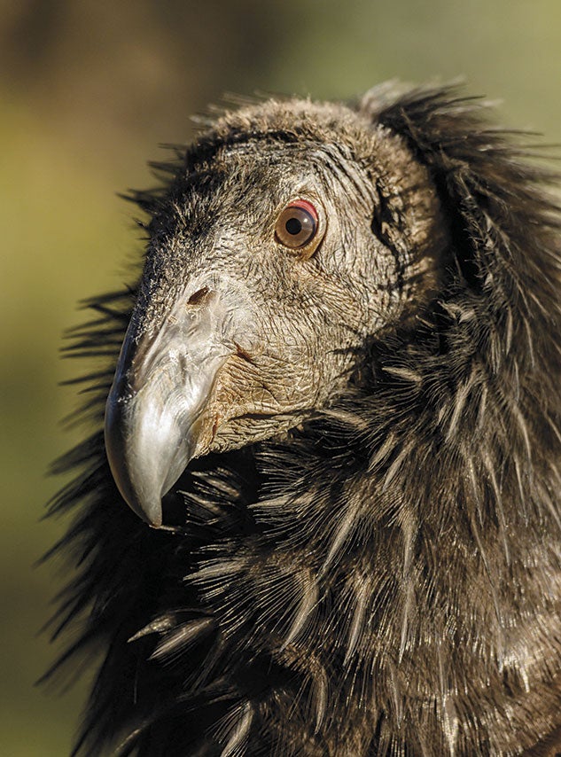 California Condor