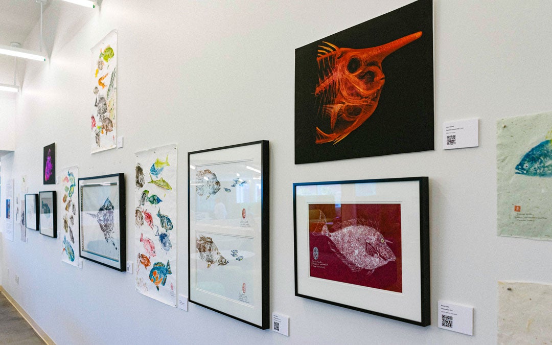 Photo of exhibit that showcased traditional Japanese fish-printing technique, with high-tech micro-CT scans that map the skeletons of reef fish in 3D