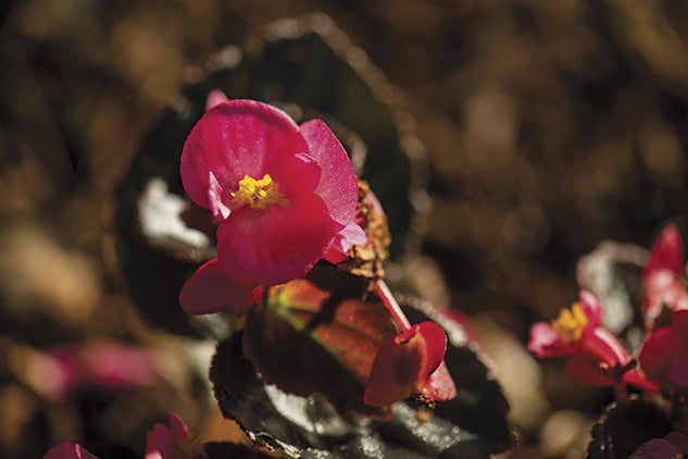 A begonia blooms in David D. Medina’s home garden. Photo by Tommy LaVergne.