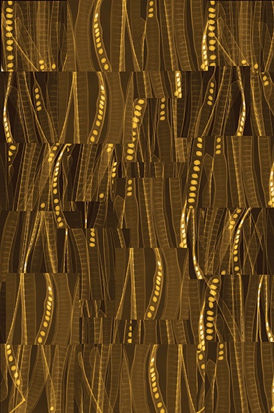 Dornith Doherty. “Acacia” Digital chromogenic lenticular photograph , 58 x 38.5 inches