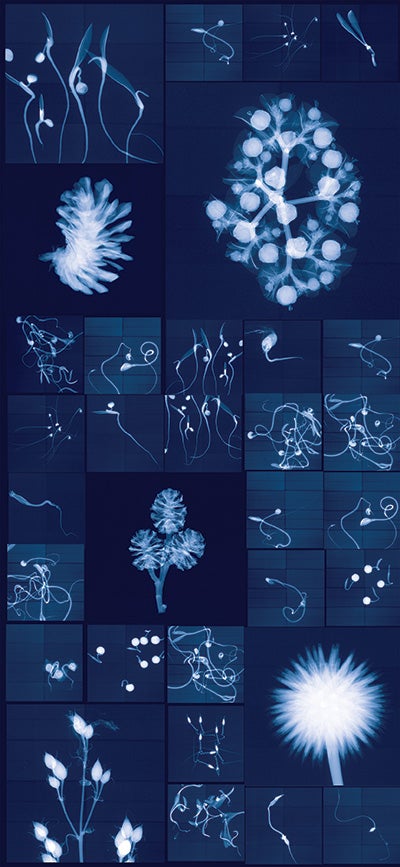Dornith Doherty.  “Millennium Seed Bank Research Seedlings and Lochner-Stuppy Test Garden No. 1” Digital chromogenic lenticular photograph, 79 x 36 inches Digital collage made from X-rays captured at the Millennium Seed Bank (England)