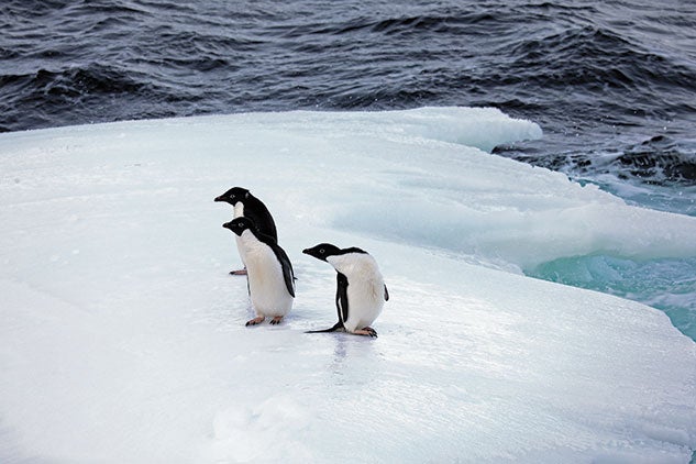 Adélie penguins live only on and around the Antarctic coastline.