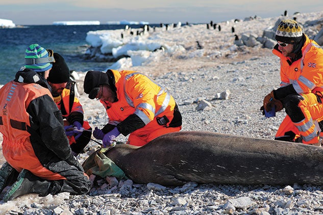 One of the scientific teams on board the Palmer was charged with “seal tagging,” or attaching small computers to fur that will molt the following summer. (Seal tag permit number: FCO/UK PERMIT NO. 29/2018)