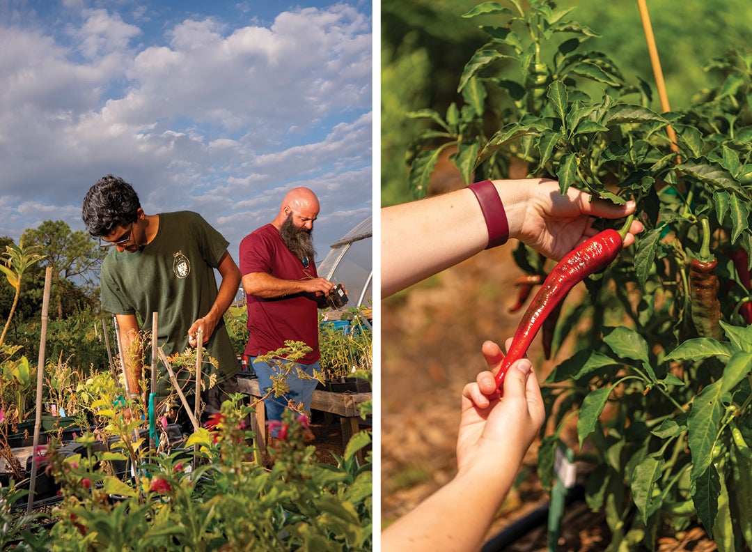 crop manager Charles Flynn inspects seedlings for weeds alongside intern Suraj Chandramouli, a senior; a cayenne pepper, one of three varieties in the garden, is ready for harvest. 