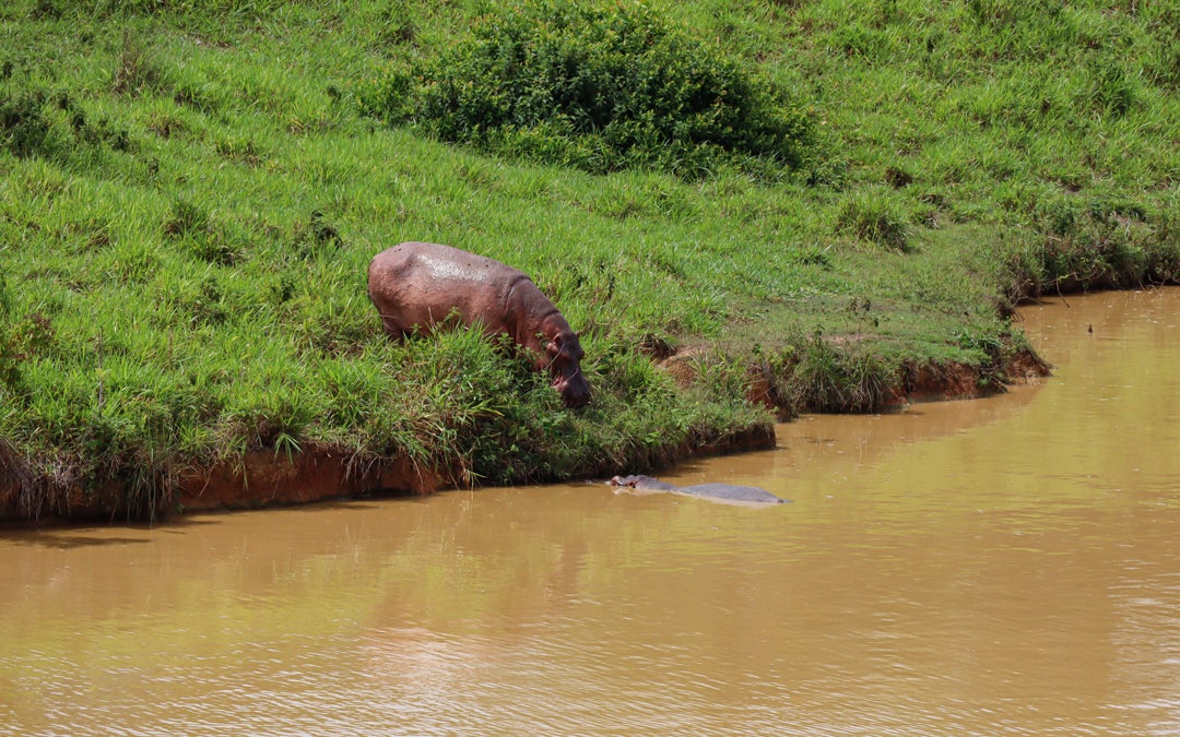 Photo of hippos in Colombia's Magdalena River
