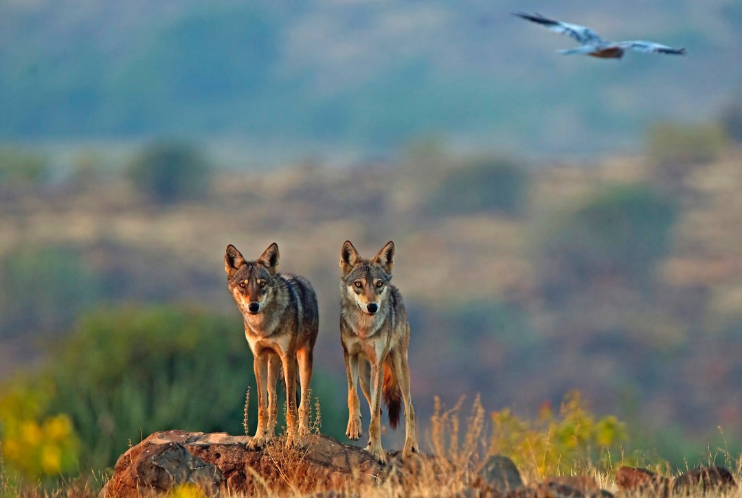 Photo of 2 Indian wolves standing at attention with a bird flying in the background