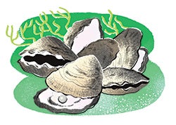 Illustration of oysters by Delphine Lee