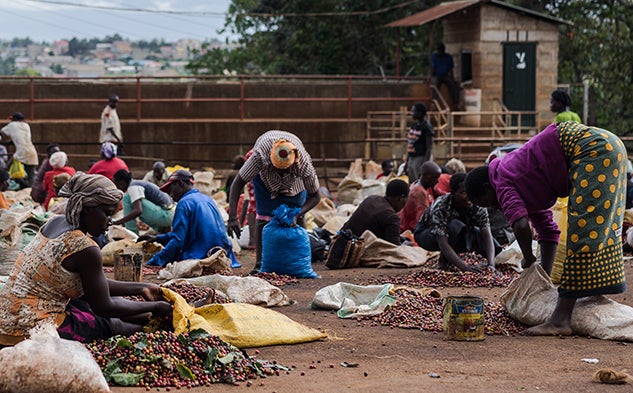 The coffee harvest near Nairobi, Kenya.