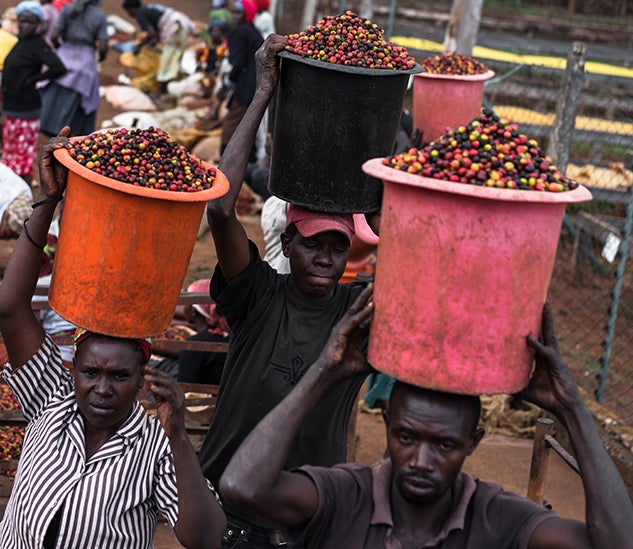 The coffee harvest near Nairobi, Kenya. 