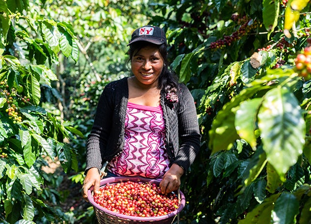 Santos, a seasonal worker, picking cherries during the harvest. 
