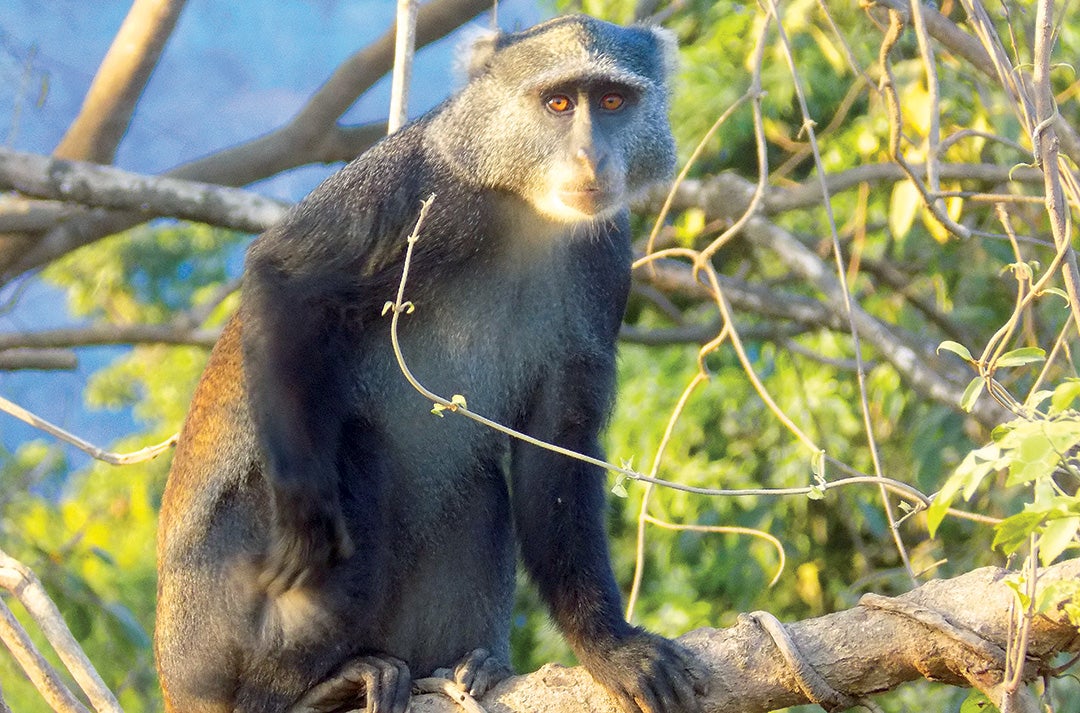 Photo of monkey by PhD student Dan Gorczynski taken in the Eastern Arc Mountains of Tanzania in the fall for dissertation field research inside Udzungwa Mountains National Park.