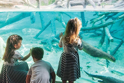  Young visitors enjoy an immersive encounter with giant river otters at the Houston Zoo’s new exhibit, South America’s Pantanal. The exhibit highlights the interconnectivity of wildlife in the world’s largest wetland.
