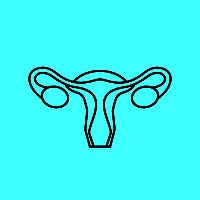 Uterus