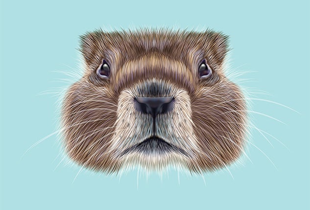 Marmot