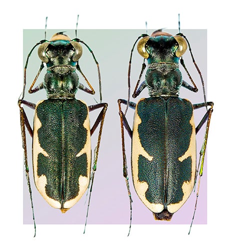 Tiger beetle (Eunota houstoniana)