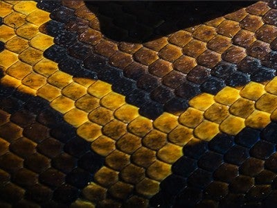 Python skin
