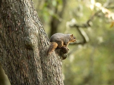 The squirrels on Rice’s campus