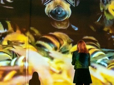 Female standing in front of LED screens showing bees