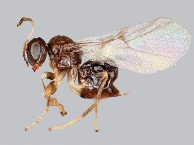 a photograph of the valhalla wasp