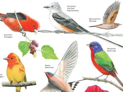 Cin-Ty Lee's drawings of birds seen on Rice's campus
