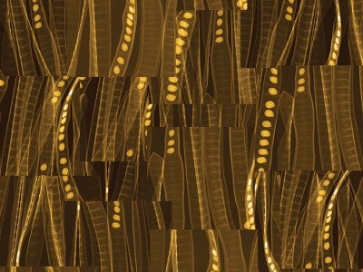 Dornith Doherty. “Acacia” Digital chromogenic lenticular photograph (detail), 58 x 38.5 inche