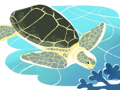 Illustration of a sea turtle by Delphine Lee