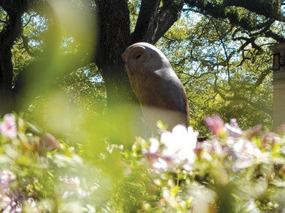 Owl sculpture on campus