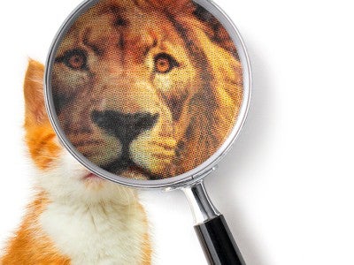 a magnifying glass placed over a kitten reveals the face of a lion