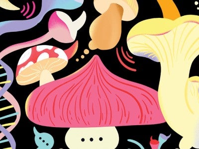 Illustration of mushrooms communicating with each other