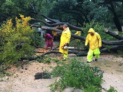 The grounds crew removes a fallen tree after the storm, one of seven trees that succumbed to Harvey on Rice’s campus.