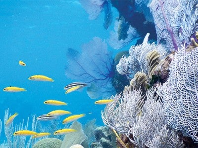 Coral reef in Belize