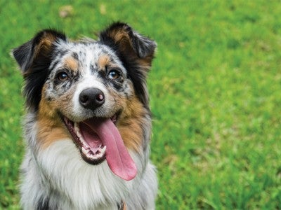Campus dogs