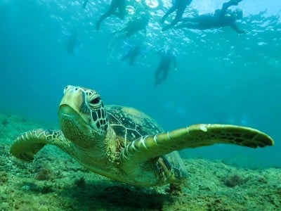 Photo of sea turtle during a scuba dive