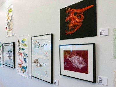 Photo of exhibit that showcased traditional Japanese fish-printing technique, with high-tech micro-CT scans that map the skeletons of reef fish in 3D