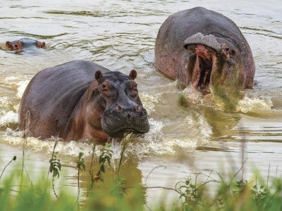Photo of hippos in Colombia's Magdalena River