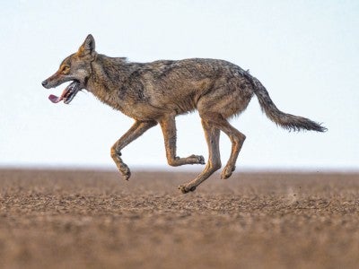 Photo of Indian wolf midstride