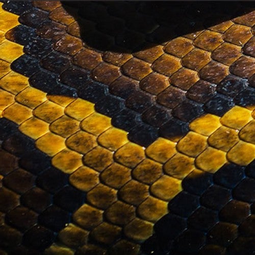 Python skin